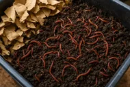 vermicomposting-indoors-101-set-up-a-smell-free-worm-bin-in-a-weekend